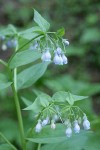 Tall Bluebells blossoms & foliage