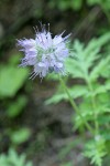 Western Waterleaf