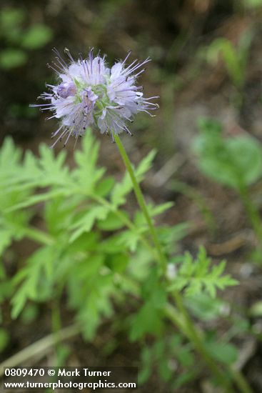 Western Waterleaf