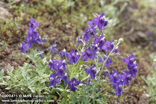 Menzies' Delphinium