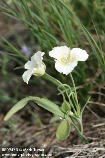 Subalpine Mariposa Lily (Mountain Cat's Ear)