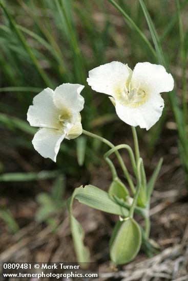 Subalpine Mariposa Lily (Mountain Cat's Ear)