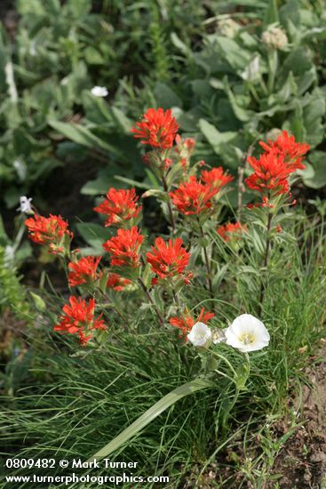 Harsh Paintbrush w/ Subalpine Mariposa Lily (Mountain Cat's Ear)