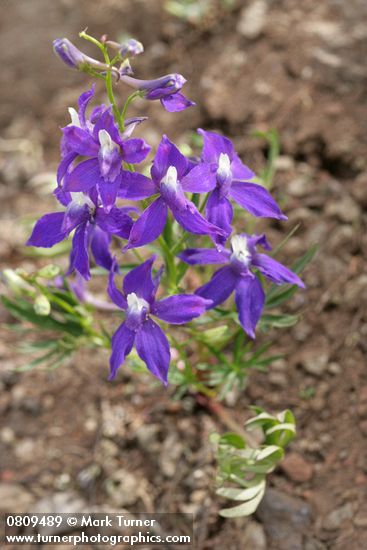 Menzies' Delphinium