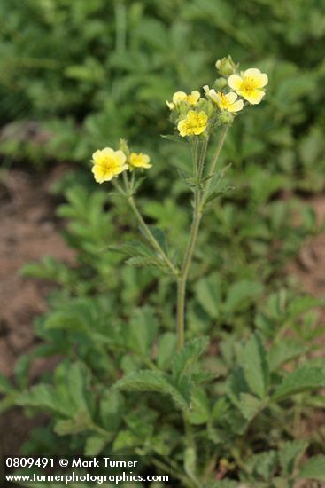 Drummond's Cinquefoil