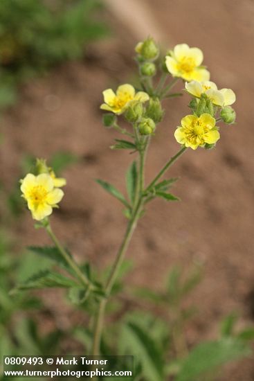 Drummond's Cinquefoil blossoms