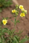 Drummond's Cinquefoil blossoms