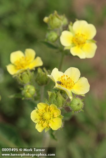 Drummond's Cinquefoil blossoms detail