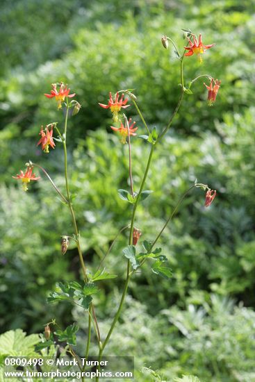 Red Columbine