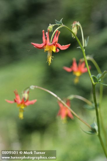Red Columbine blossom