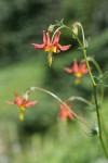 Red Columbine blossom