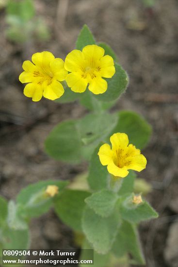 Musk Monkeyflower