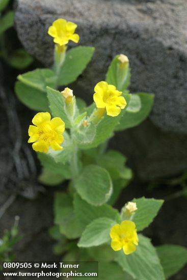 Musk Monkeyflower