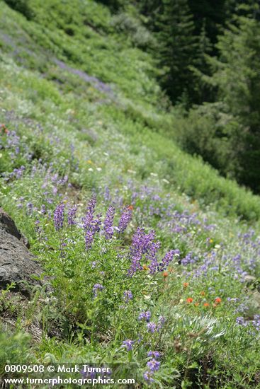Spurred Lupines in xeric meadow w/ Small-flowered Penstemon, Harsh Paintbrush