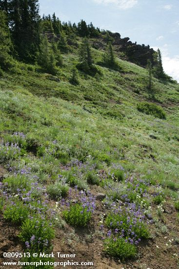 Small-flowered Penstemon in xeric meadow w/ Subalpine Mariposa Lilies