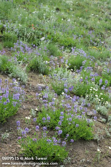 Small-flowered Penstemon in xeric meadow w/ Subalpine Mariposa Lilies