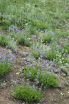 Small-flowered Penstemon in xeric meadow w/ Subalpine Mariposa Lilies