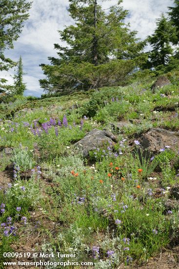 Small-flowered Penstemon in xeric meadow w/ Subalpine Mariposa Lilies, Harsh Paintbrush, Western Blue Flax, Spurred Luines