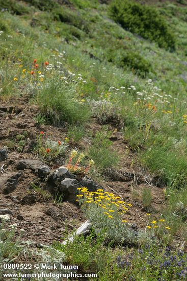 Harsh Paintbrush, Oregon Stonecrop, Small-flowered Penstemon, Yarrow in xeric meadow