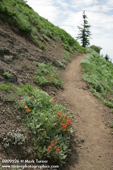 Harsh Paintbrush along trail