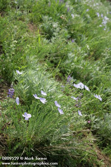 Western Blue Flax