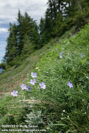 Western Blue Flax in steep hillside meadow