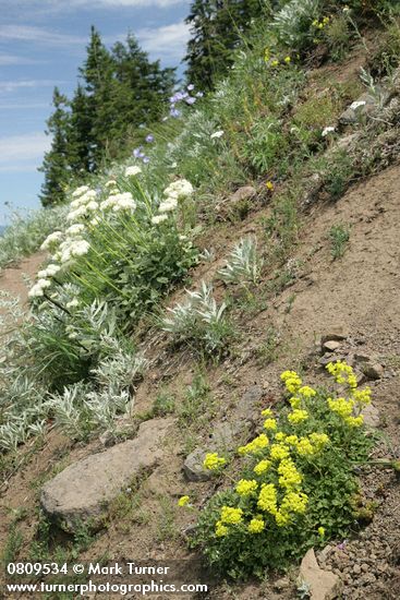 Sulphur Buckwheat, Heartleaf Buckwheat in steep hillside xeric meadow