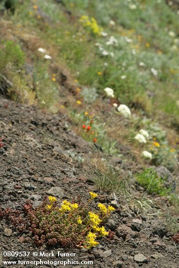 Spreading Stonecrop in steep hillside xeric meadow