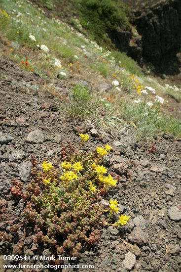 Spreading Stonecrop in xeric meadow