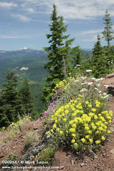 Sulphur Buckwheat, Yarrow, Rock Penstemon, Spotted Saxifrage on rocky cliff w/ mountains bkgnd