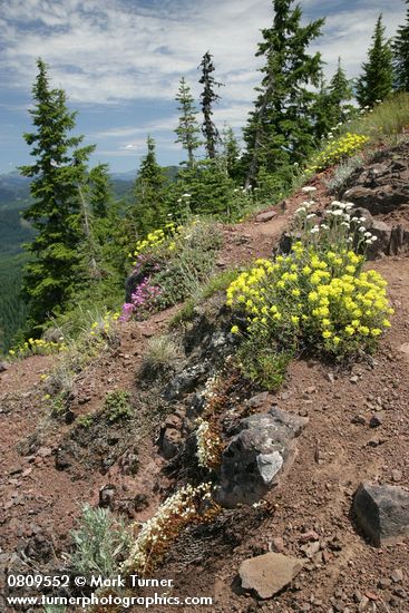 Sulphur Buckwheat, Yarrow, Rock Penstemon, Spotted Saxifrage on rocky cliff