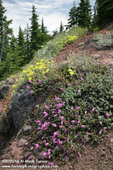 Rock Penstemon, Sulphur Buckwheat on rocky cliff
