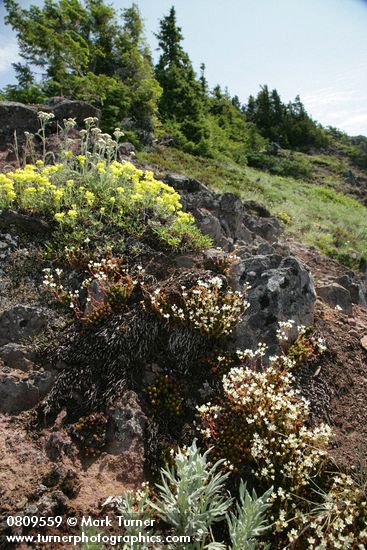 Spotted Saxifrage, Sulphur Buckwheat, Yarrow on rocky cliff
