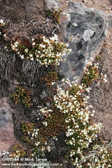 Spotted Saxifrage