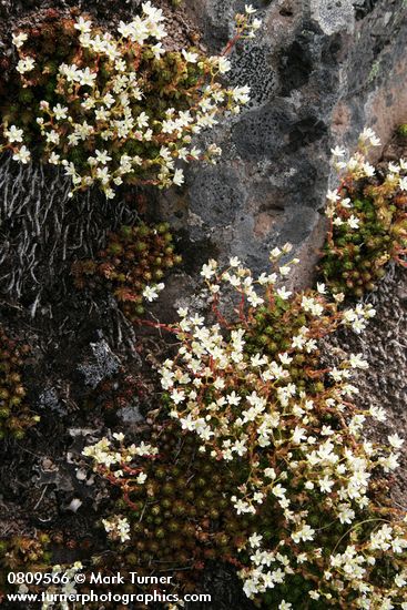 Spotted Saxifrage