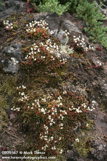 Spotted Saxifrage