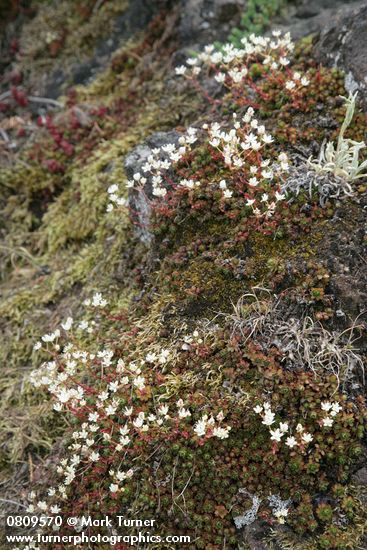 Spotted Saxifrage
