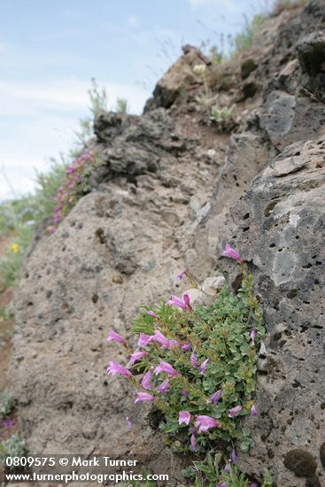 Rock Penstemon
