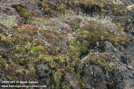 Spotted Saxifrage, Rock Penstemon on cliff