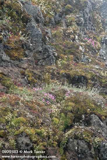 Spotted Saxifrage, Rock Penstemon on cliff