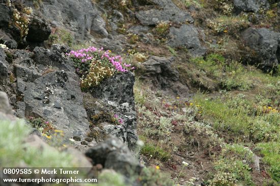 Spotted Saxifrage, Rock Penstemon on cliff