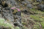 Spotted Saxifrage, Rock Penstemon on cliff