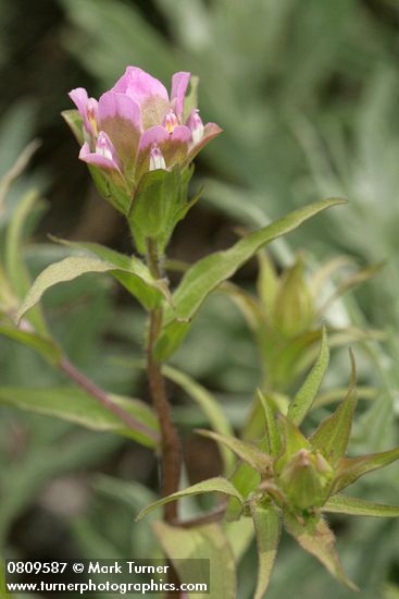 Mountain Owl's Clover