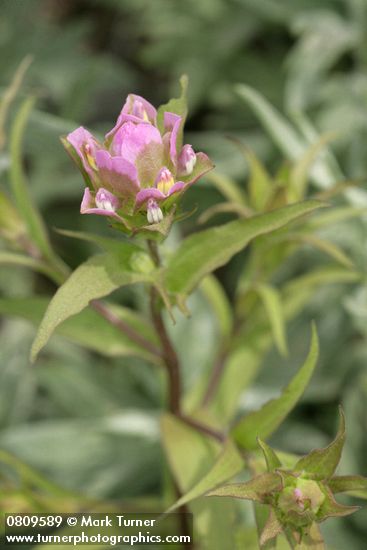 Mountain Owl's Clover