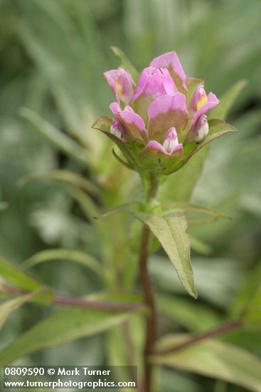 Mountain Owl's Clover