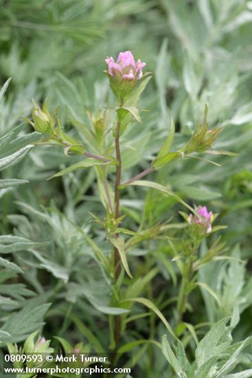 Mountain Owl's Clover