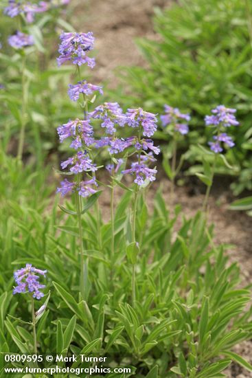 Small-flowered Penstemon