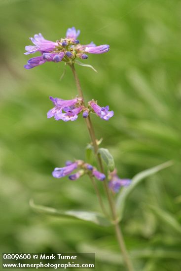 Small-flowered Penstemon blossoms