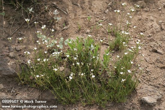 Mountain Sandwort