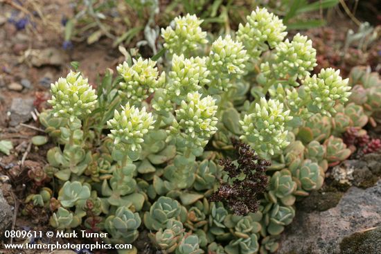 Creamy Flowered Stonecrop